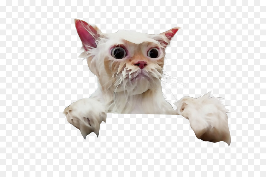 Gato，Mascota PNG