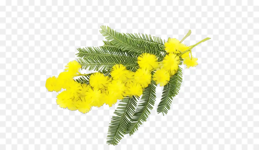 Acacia，Acacia Dealbata PNG