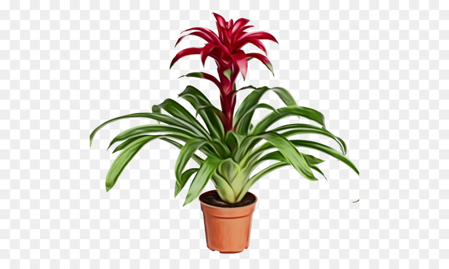 Guzmania，Aechmea PNG