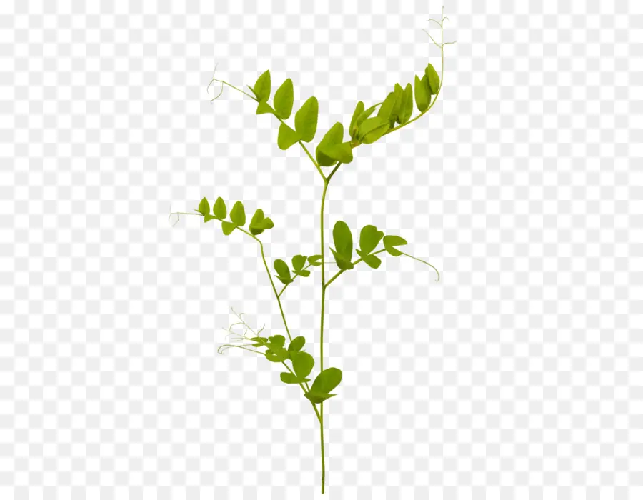 Hoja，Las Plantas PNG