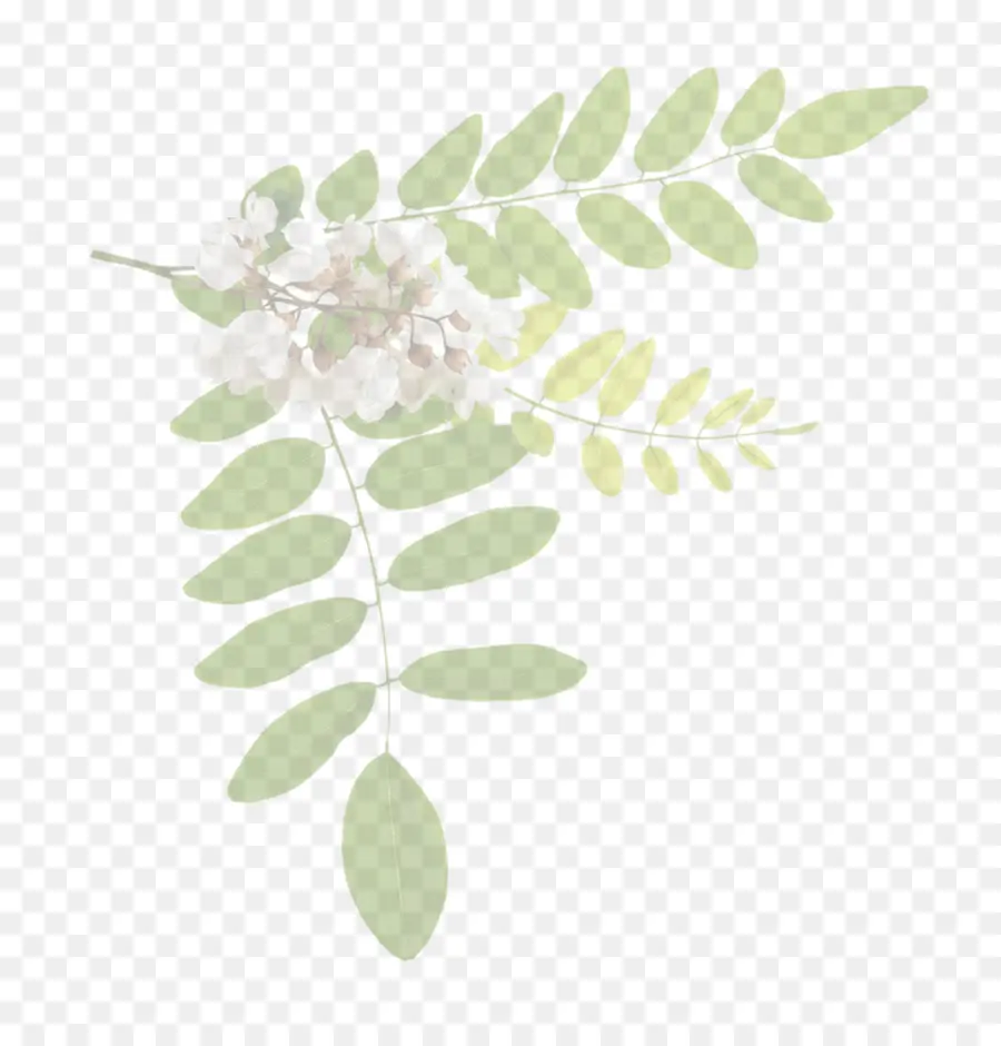 Hojas Verdes，Naturaleza PNG