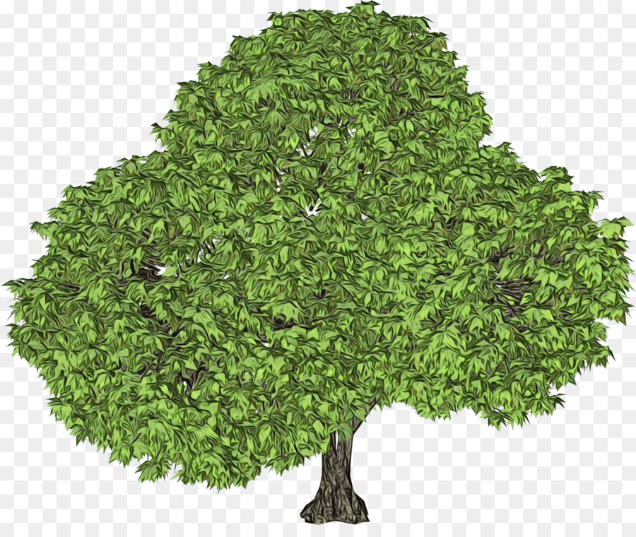 árbol Verde，Naturaleza PNG