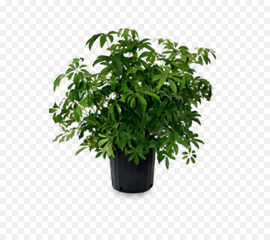 Planta，Verde PNG