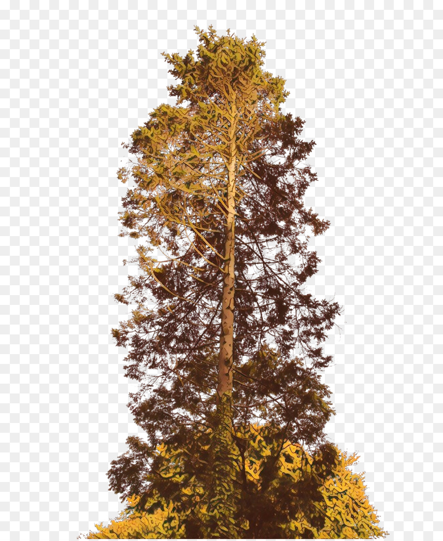 árbol Alto，Bosque PNG