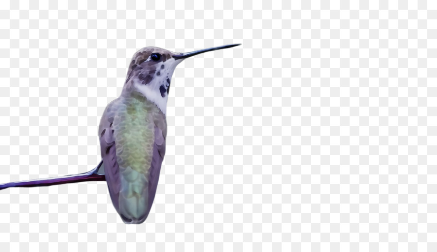 Colibrí，Pico PNG