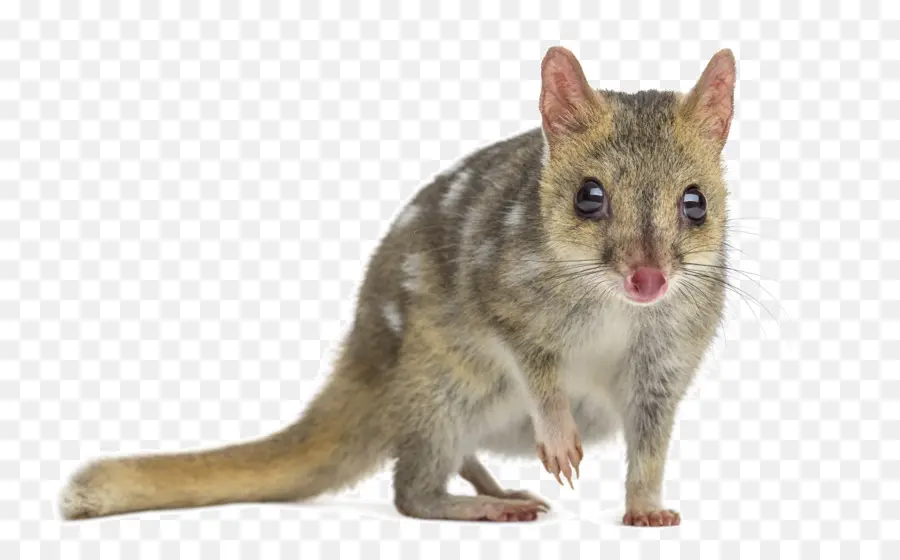 Quokka，Marsupial PNG