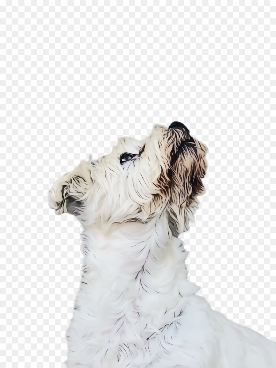 Wire Fox Terrier De Pelo，Softcoated De Trigo Terrier PNG