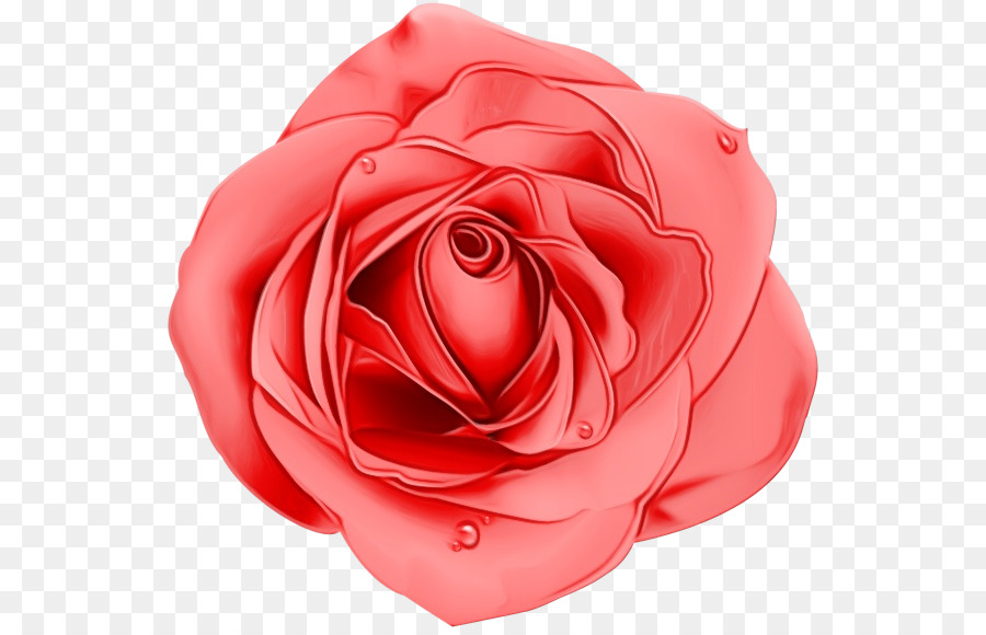 Rosa Roja，Rosa PNG