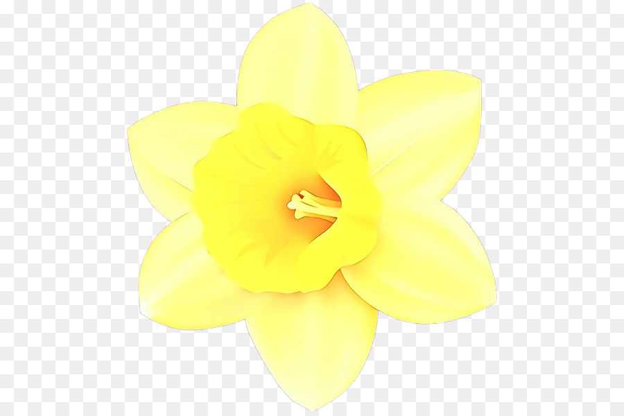 Narcissus，Amarillo PNG