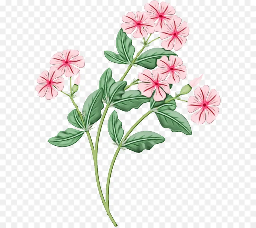 Flores Rosadas，Florecer PNG