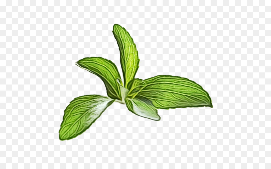 Hojas De Albahaca，Hierba PNG