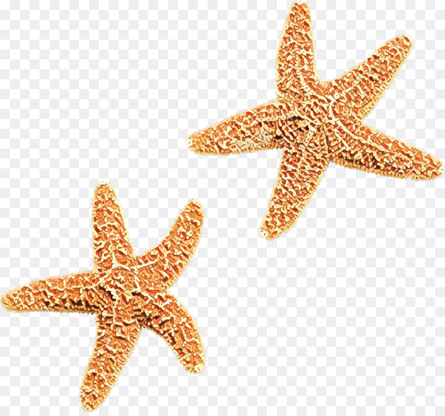 Estrella De Mar，Mar PNG