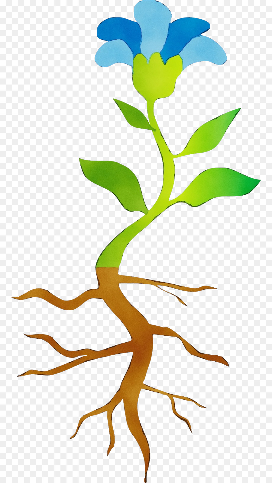 Las Plantas，Raíz PNG