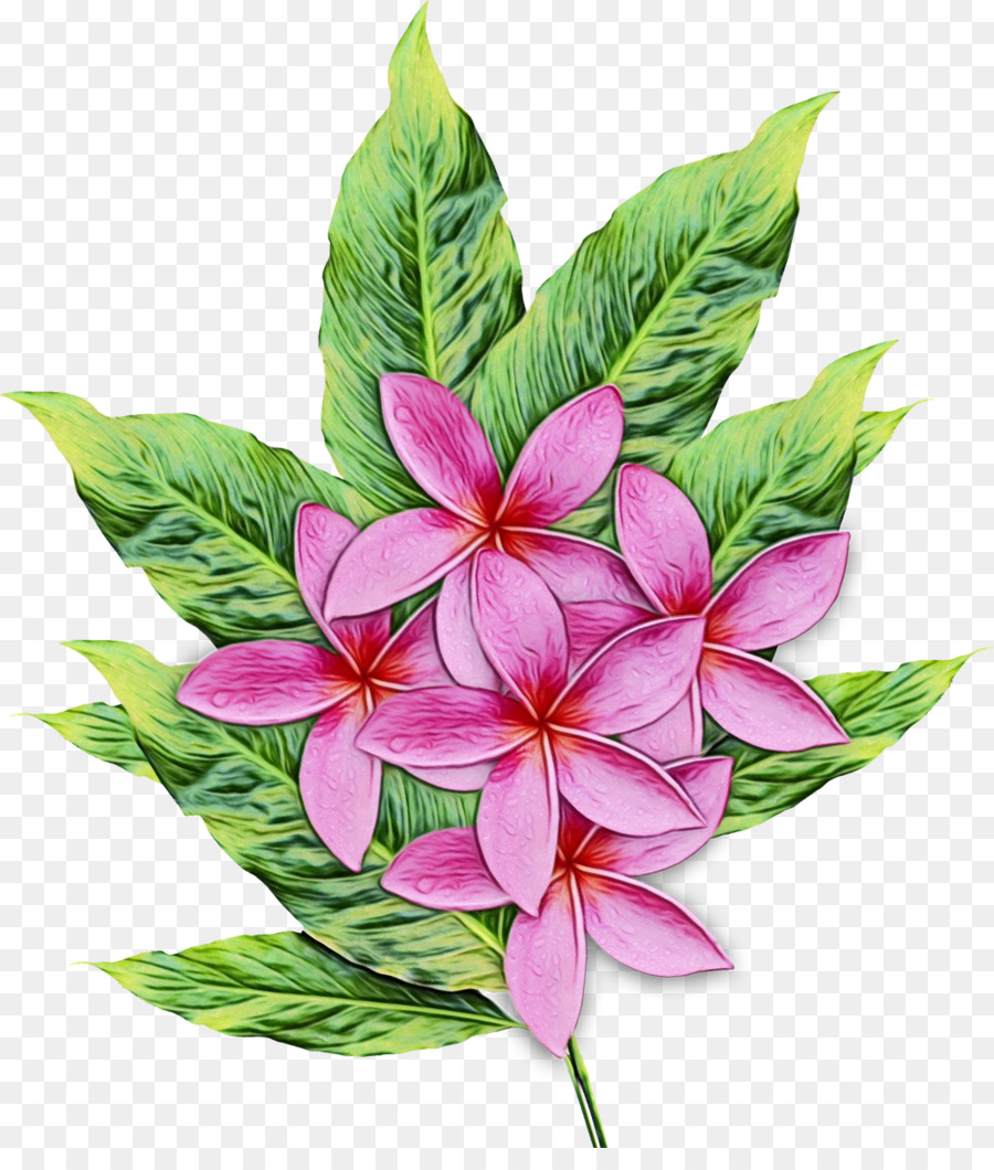 Diseño Floral，Flor PNG