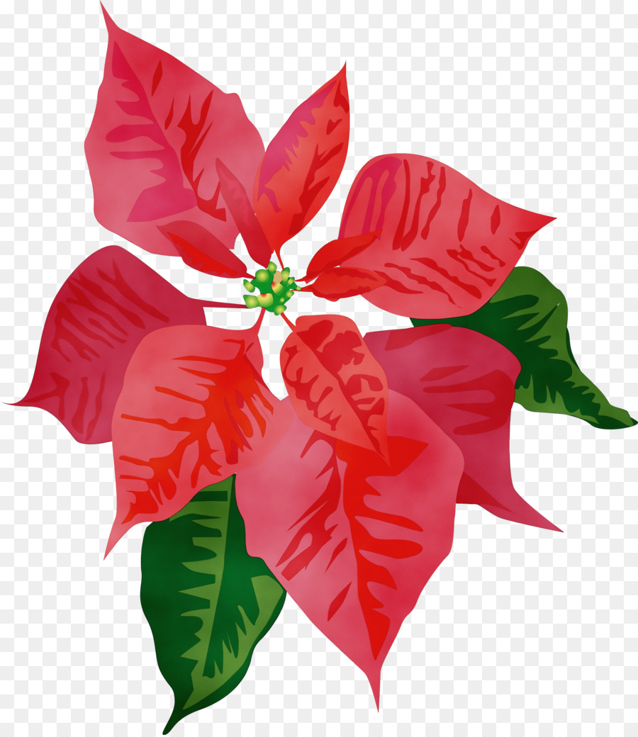 Flor De Pascua，Rojo PNG