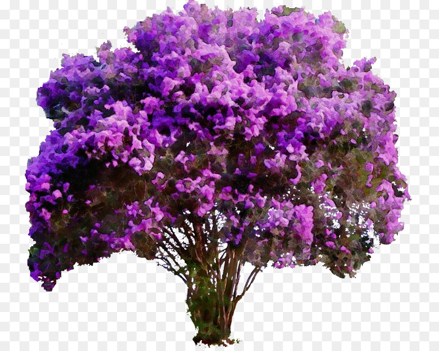 árbol Morado，Florecer PNG