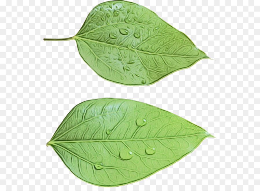 Hojas Verdes，Naturaleza PNG