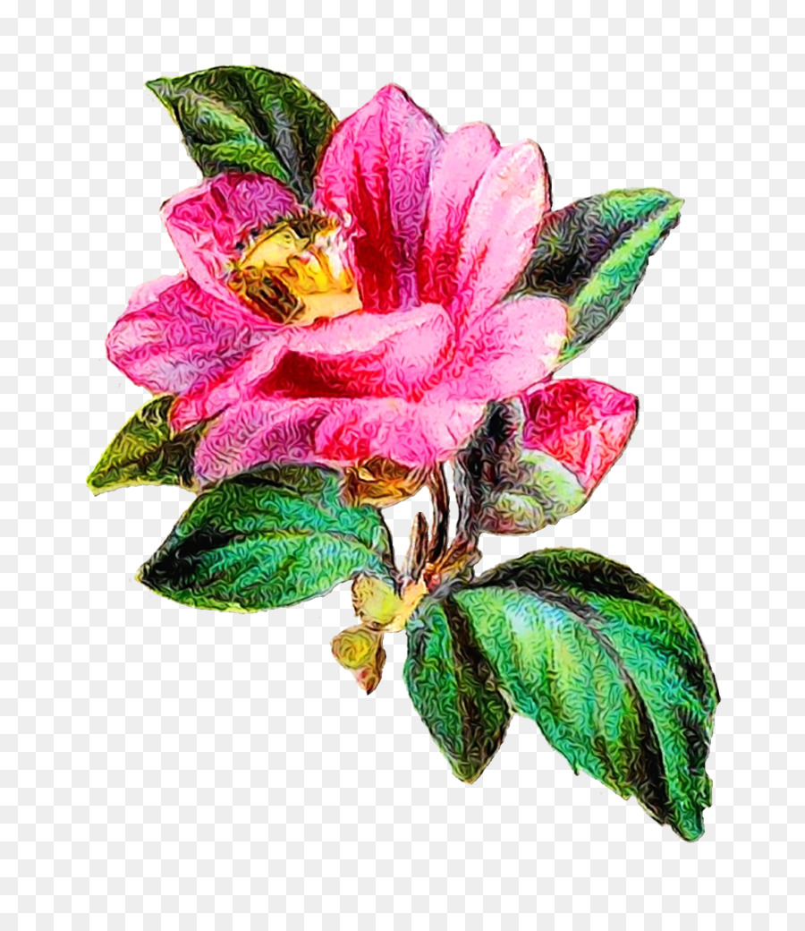 Col Rosa，Rosa M PNG