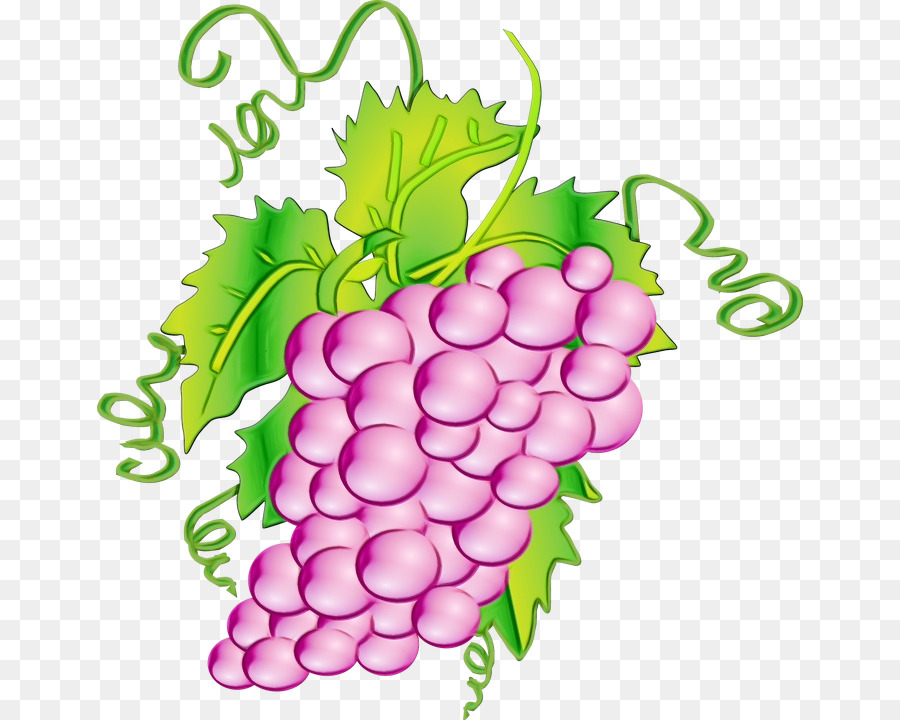 Uvas Moradas，Hojas PNG