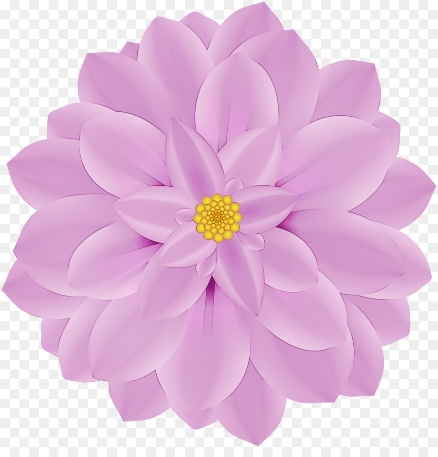 Dalia，Crisantemo PNG