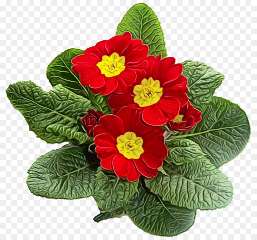 Primrose，Las Plantas PNG