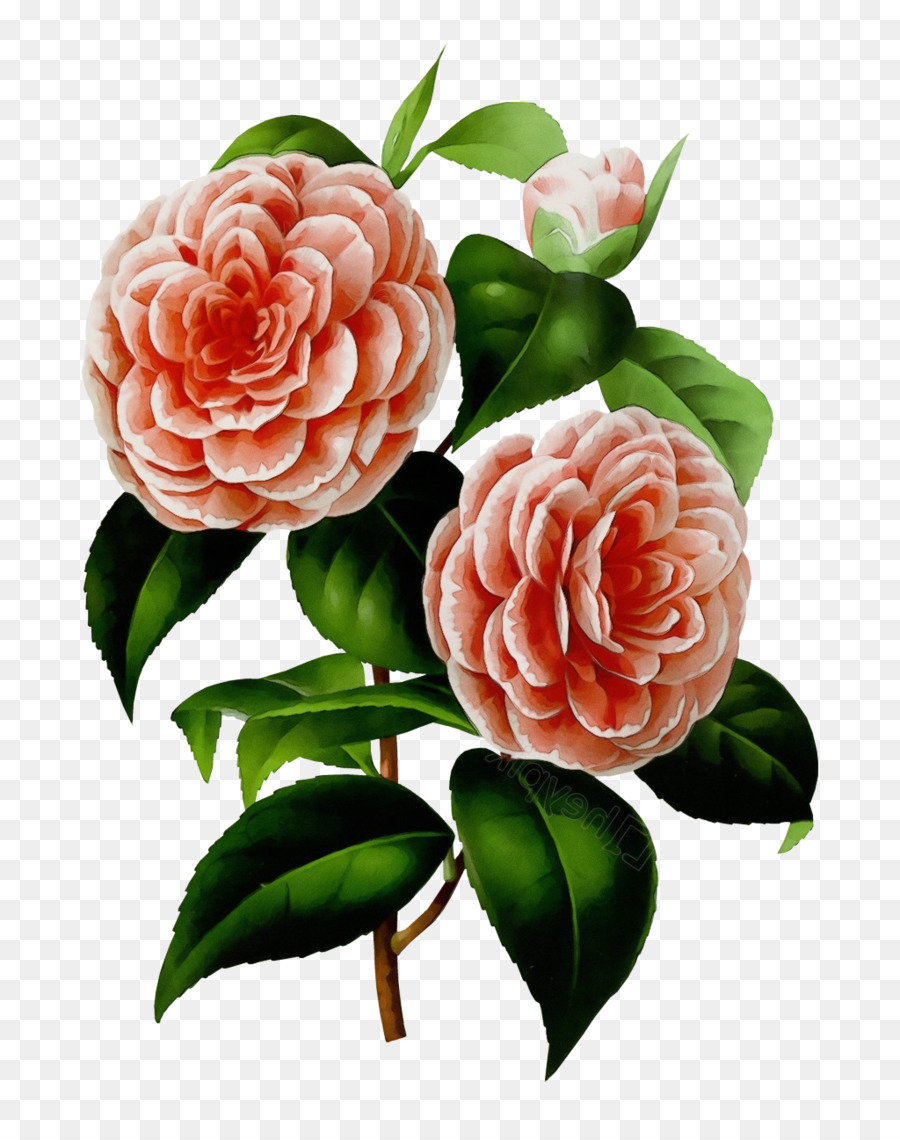 Las Rosas De Jardín，Col Rosa PNG