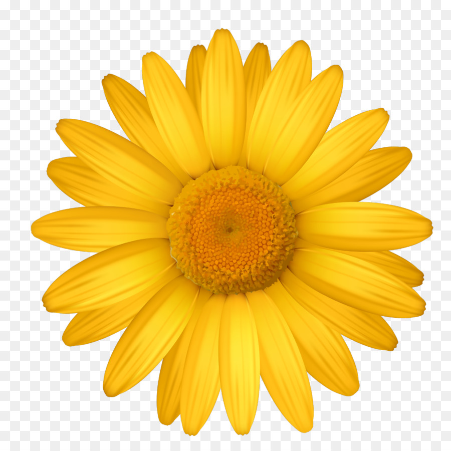 Común Daisy，Flor PNG