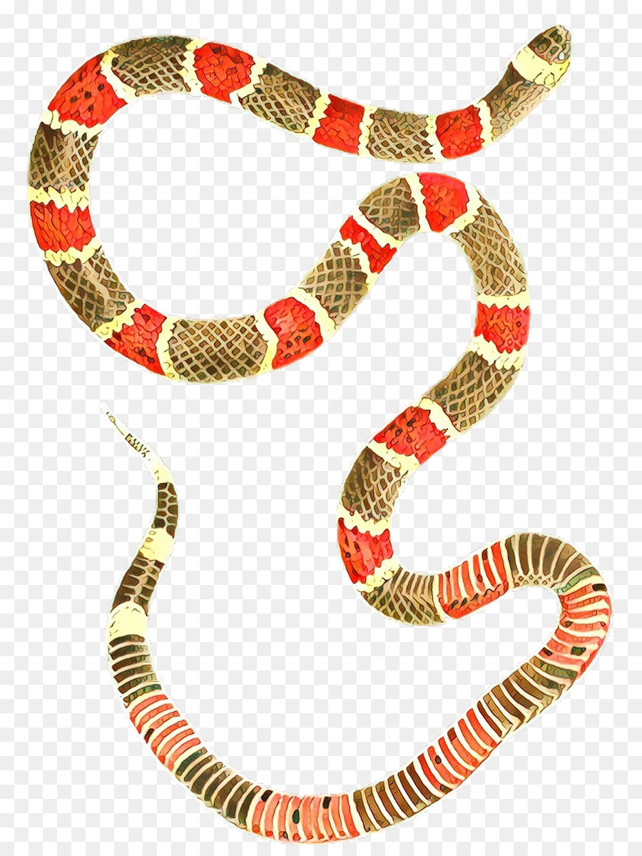 Kingsnakes，Boa PNG