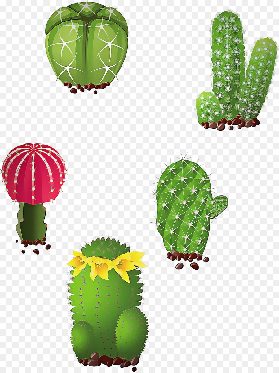 Cactus，Planta Suculenta PNG