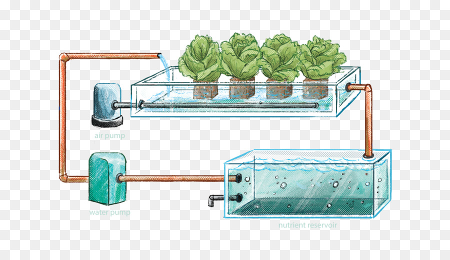 Hidropónicos，Acuaponia PNG