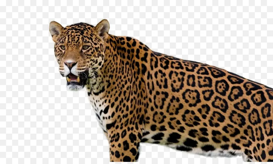 Jaguar，Leopardo PNG