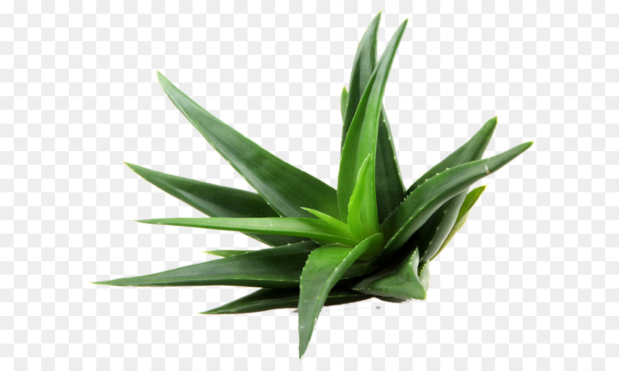 Aloe Vera，Suplemento Dietético PNG