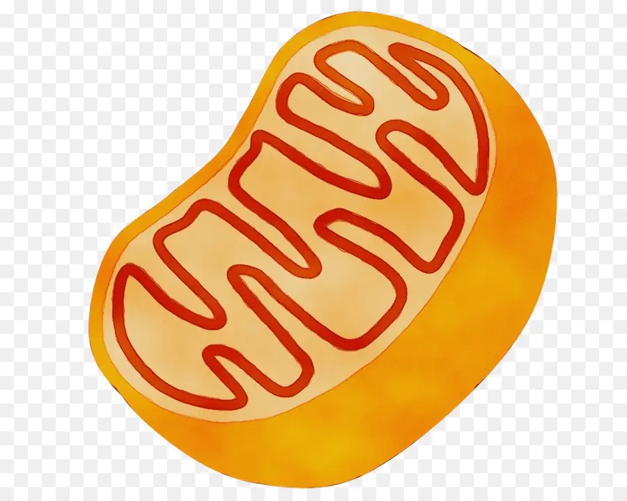 Mitocondria，Eucariota PNG