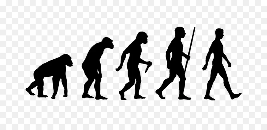 La Evolución Humana，Evolución PNG