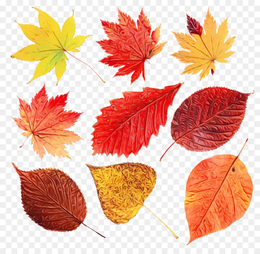 Hojas De Otoño，Caer PNG