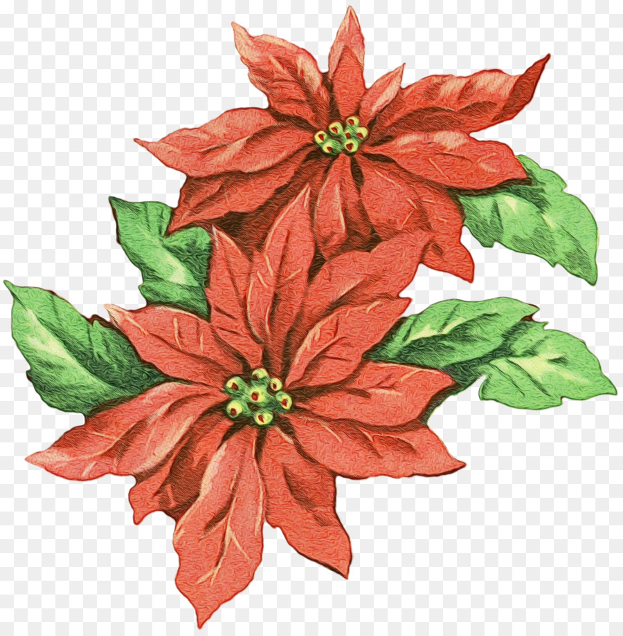 Flor De Pascua，Flor PNG