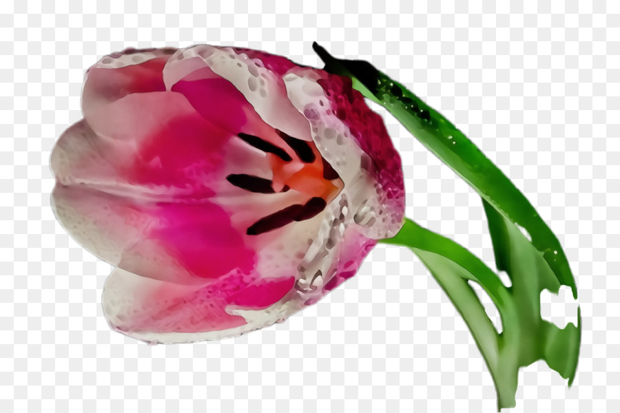 Tulip，Las Flores Cortadas PNG