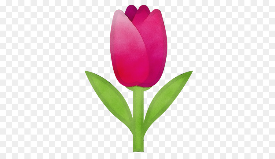 Tulipán，Planta PNG