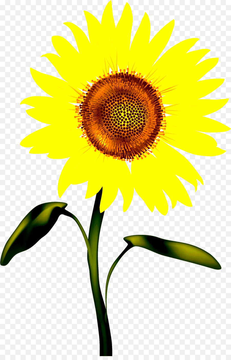 Girasol，Planta PNG