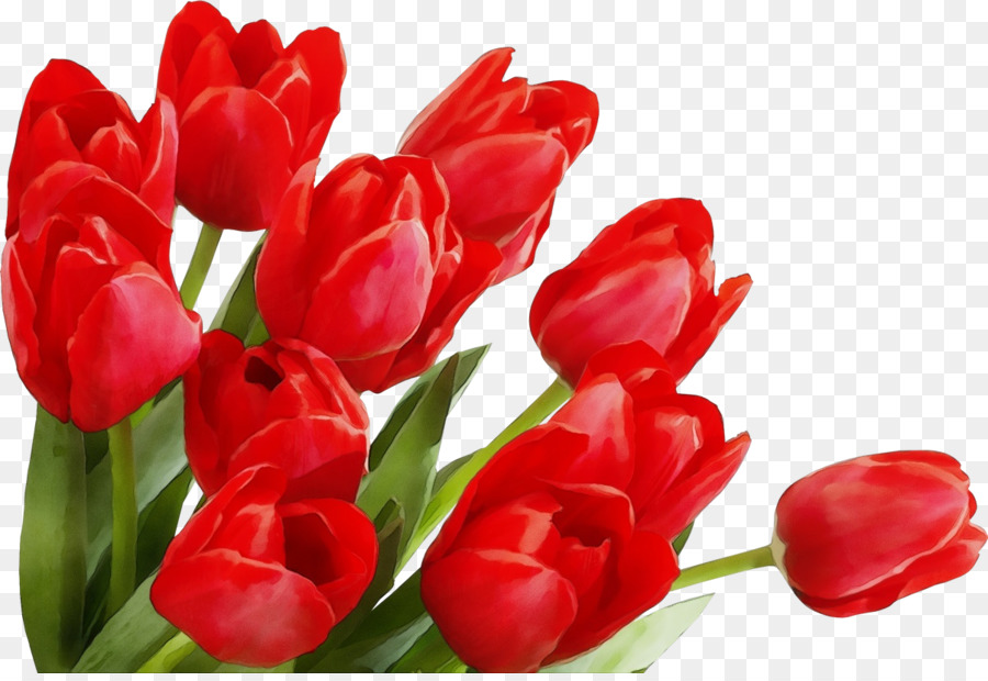 Tulipanes，Rojo PNG