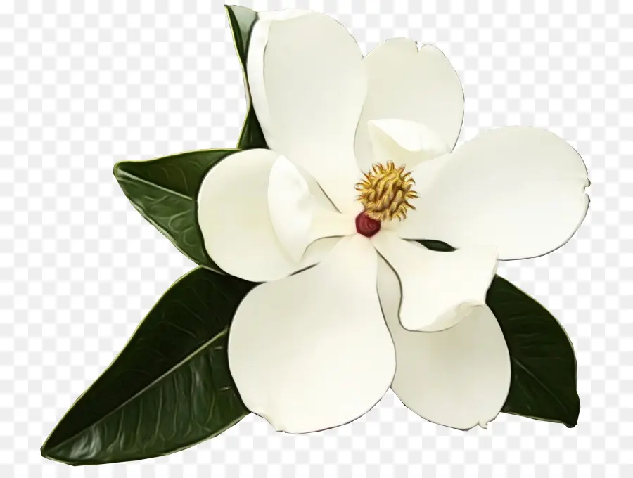 Blanco，Flor PNG