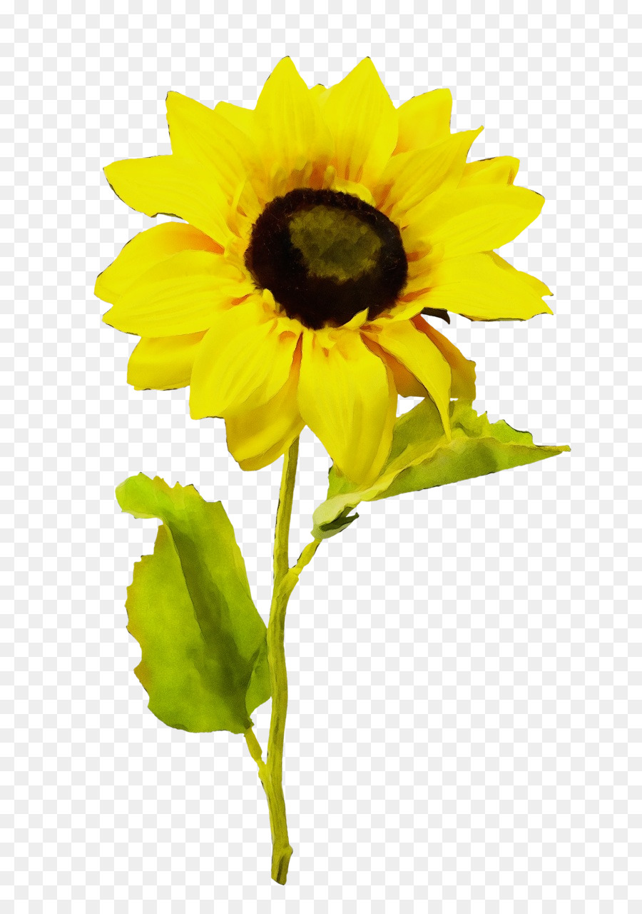 Flor，Girasol PNG