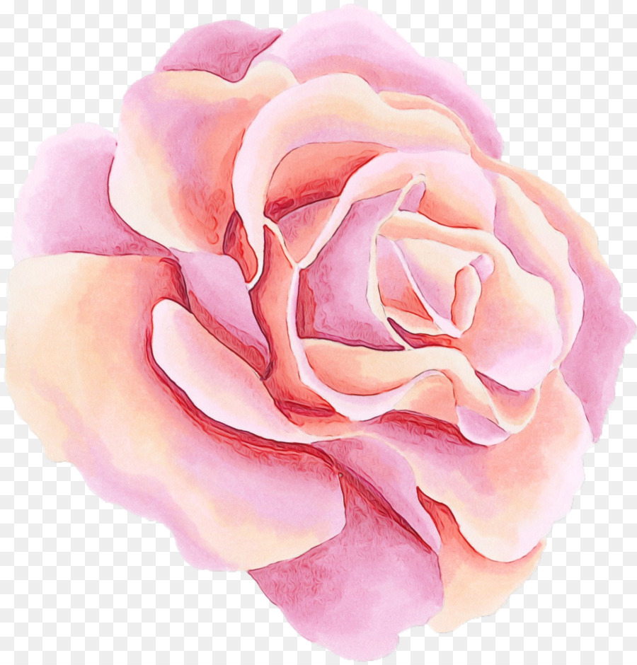 Rosa，Floración PNG