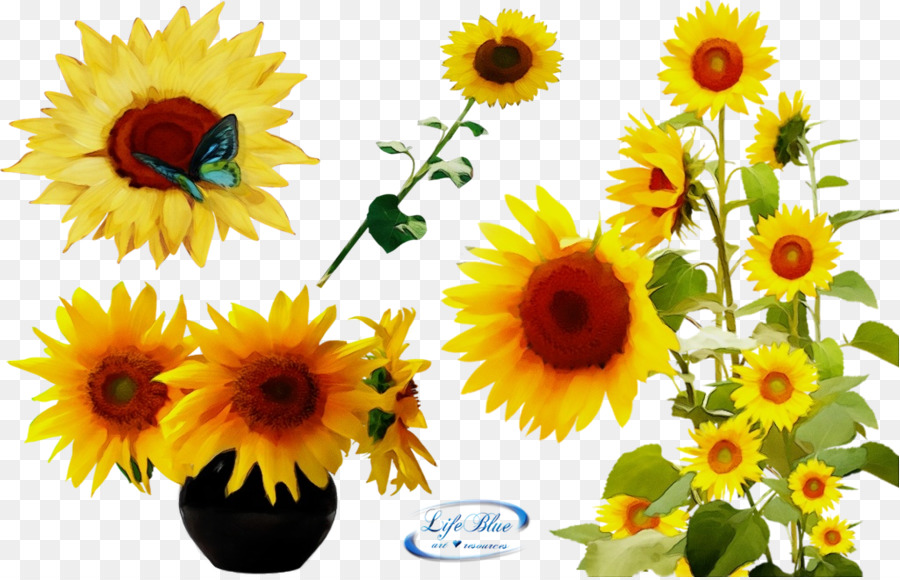 Flor，Girasol PNG