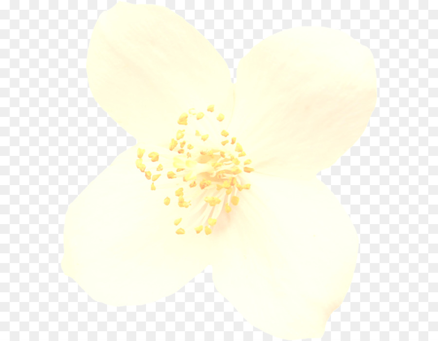 Blanco，Amarillo PNG