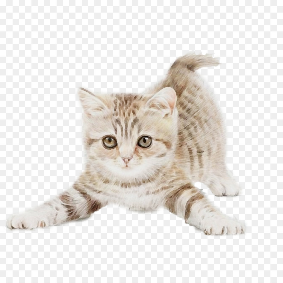 Gato，De Pequeñas A Medianas Gatos PNG