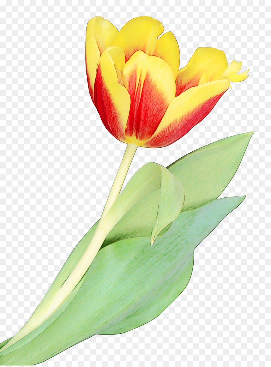 Iris Amarillo，Florecer PNG