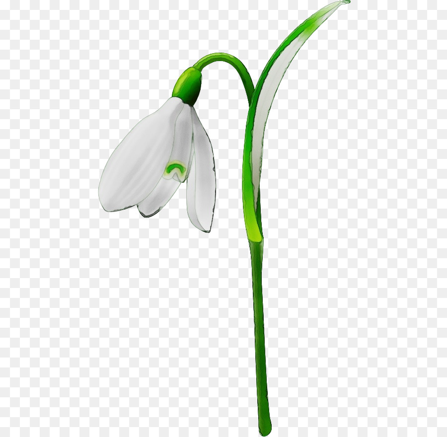 Campanilla De Febrero，Flor PNG