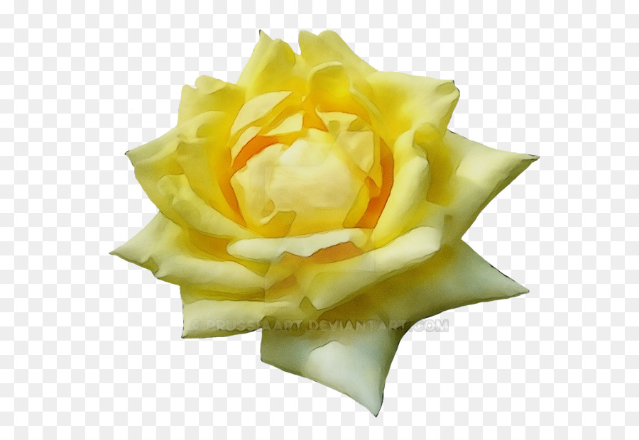 Blanco，Flor PNG