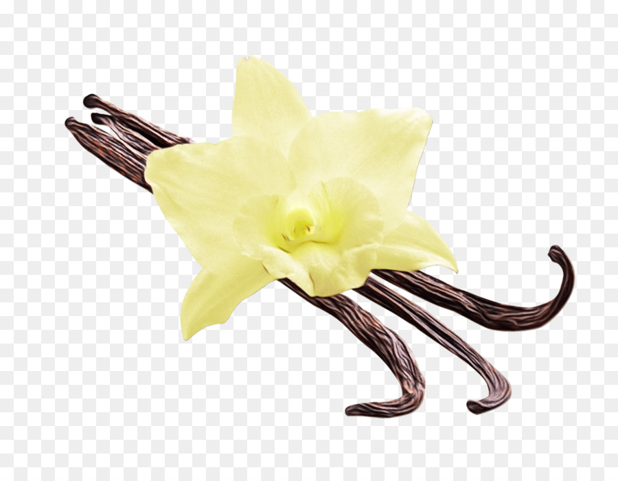 Flor，Amarillo PNG